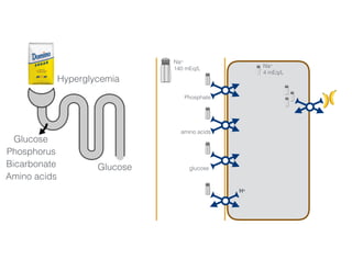 Na+
140 mEq/L Na+
4 mEq/L
Phosphate
amino acids
glucose
H+
3456 mmol/day 50-100 mmol/day
Glucose
Phosphorus
Bicarbonate
Amino acids
Hyperglycemia
Glucose
 