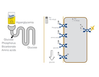 glucose
Na+
140 mEq/L Na+
4 mEq/L
Phosphate
amino acids
glucose
H+
3456 mmol/day 50-100 mmol/day
Glucose
Phosphorus
Bicarbonate
Amino acids
Hyperglycemia
Glucose
 