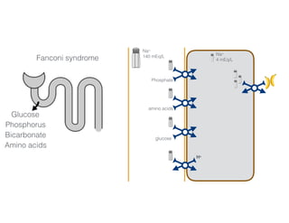 Na+
140 mEq/L Na+
4 mEq/L
Phosphate
amino acids
glucose
H+
3456 mmol/day 50-100 mmol/day
Glucose
Phosphorus
Bicarbonate
Amino acids
Fanconi syndrome
 