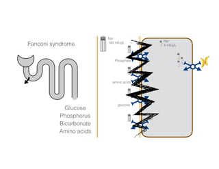 Na+
140 mEq/L Na+
4 mEq/L
Phosphate
amino acids
glucose
H+
3456 mmol/day 50-100 mmol/day
Glucose
Phosphorus
Bicarbonate
Amino acids
Fanconi syndrome
 