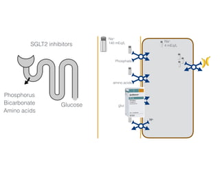 Na+
140 mEq/L Na+
4 mEq/L
Phosphate
amino acids
glucose
H+
3456 mmol/day 50-100 mmol/day
SGLT2 inhibitors
Glucose
Phosphorus
Bicarbonate
Amino acids
 