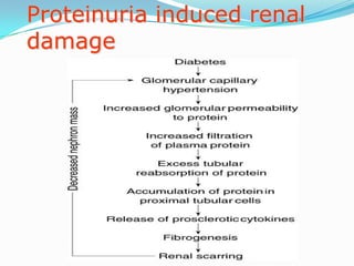 Stage 2 : The Silent Stage
• The GFR has returned to normal (GFR 60-89ml/min)
with no evidence of albuminuria
 Glomerul...