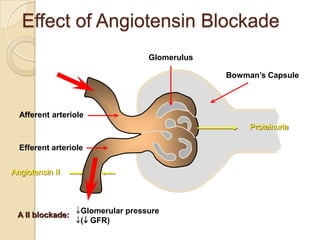 Effect of Angiotensin Blockade
Afferent arteriole
Efferent arteriole
Glomerular pressure
( GFR)
Glomerulus
Bowman’s Capsule
Angiotensin II
Proteinuria
A II blockade:
 