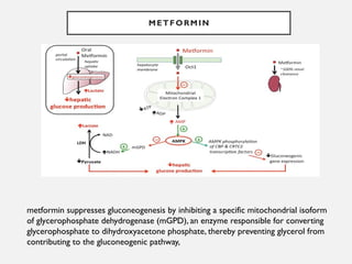 METFORMIN
metformin suppresses gluconeogenesis by inhibiting a specific mitochondrial isoform
of glycerophosphate dehydrogenase (mGPD), an enzyme responsible for converting
glycerophosphate to dihydroxyacetone phosphate, thereby preventing glycerol from
contributing to the gluconeogenic pathway,
 