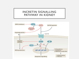 INCRETIN SIGNALLING
PATHWAY IN KIDNEY
 