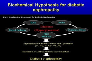 Biochemical Hypothesis for diabetic
nephropathy
 