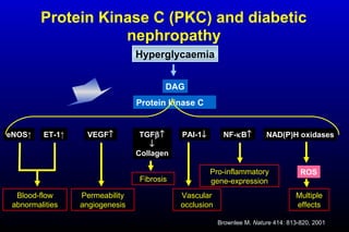 Protein Kinase C (PKC) and diabetic
nephropathy
Brownlee M. Nature 414: 813-820, 2001
Hyperglycaemia
DAG
Protein kinase C
eNOS↑ ET-1↑
Blood-flow
abnormalities
VEGF↑
Permeability
angiogenesis
TGFβ↑
↓
Collagen
Fibrosis
PAI-1↓
Vascular
occlusion
NF-κB↑
Pro-inflammatory
gene-expression
NAD(P)H oxidases
Multiple
effects
ROS
 