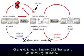 Chang Hu M, et al., Nephrol. Dial. Transplant.
(2012) 27 (7): 2650-2657
 