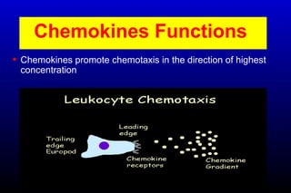 Chemokines Functions
• Chemokines promote chemotaxis in the direction of highest
concentration
 