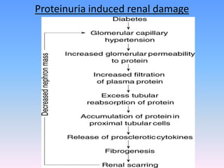 Proteinuria induced renal damage
 