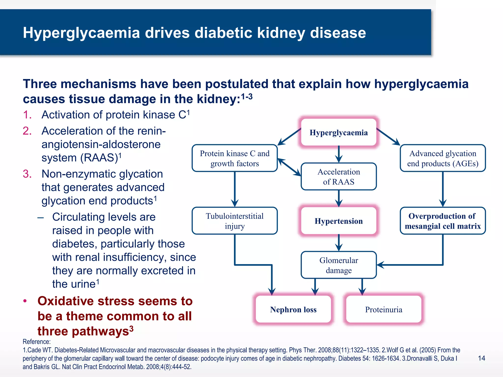 Hyperglycaemia drives diabetic kidney disease
1. Activation of protein kinase C1
2. Acceleration of the renin-
angiotensin-aldosterone
system (RAAS)1
3. Non-enzymatic glycation
that generates advanced
glycation end products1
– Circulating levels are
raised in people with
diabetes, particularly those
with renal insufficiency, since
they are normally excreted in
the urine1
• Oxidative stress seems to
be a theme common to all
three pathways3
14
Hypertension
Overproduction of
mesangial cell matrix
Tubulointerstitial
injury
Acceleration
of RAAS
Advanced glycation
end products (AGEs)
Protein kinase C and
growth factors
Glomerular
damage
ProteinuriaNephron loss
Hyperglycaemia
Reference:
1.Cade WT. Diabetes-Related Microvascular and macrovascular diseases in the physical therapy setting. Phys Ther. 2008;88(11):1322–1335. 2.Wolf G et al. (2005) From the
periphery of the glomerular capillary wall toward the center of disease: podocyte injury comes of age in diabetic nephropathy. Diabetes 54: 1626-1634. 3.Dronavalli S, Duka I
and Bakris GL. Nat Clin Pract Endocrinol Metab. 2008;4(8):444-52.
Three mechanisms have been postulated that explain how hyperglycaemia
causes tissue damage in the kidney:1-3
 