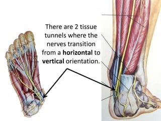 There are 2 tissue
 tunnels where the
  nerves transition
from a horizontal to
vertical orientation.
 