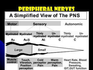 Peripheral NERVES
 