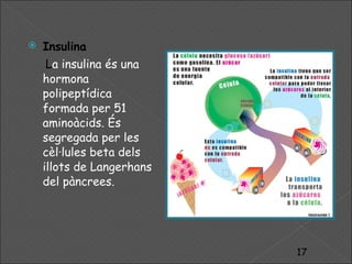 Insulina L a insulina és una hormona polipeptídica formada per 51 aminoàcids. És segregada per les cèl·lules beta dels illots de Langerhans del pàncrees. 