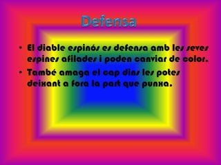 • El diable espinós es defensa amb les seves
  espines afilades i poden canviar de color.
• També amaga el cap dins les potes
  deixant a fora la part que punxa.
 