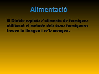 El Diable espinós s’alimenta de formigues
utilitzant el mètode dels óssos formiguers:
treuen la llengua i se'ls mengen.
 