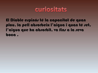 El Diable espinós té la capacitat de quan
plou, la pell absorbeix l’aigua i quan té set,
l’aigua que ha absorbit, va fins a la seva
boca .
 