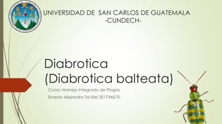 Diabrotica
(Diabrotica balteata)
Curso: Manejo Integrado de Plagas
Ernesto Alejandro Tol Elel 201744675.
UNIVERSIDAD DE SAN CARLOS DE GUATEMALA
-CUNDECH-
 