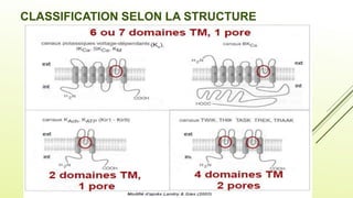 CLASSIFICATION SELON LA STRUCTURE
 