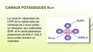 CANAUX POTASSIQUES KATP
 Le canal K+ dépendant de
l’ATP de la cellule béta est
composé de 2 sous-unités :
un récepteur aux sulfamides
SUR et le canal potassique
proprement dit Kir6.2. Ces 2
sous-unités forment un
octamère
 