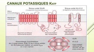 CANAUX POTASSIQUES KATP
CANAUX POTASSIQUES KATP
 