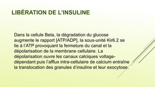 LIBÉRATION DE L’INSULINE
Dans la cellule Beta, la dégradation du glucose
augmente le rapport [ATP/ADP], la sous-unité Kir6.2 se
lie à l’ATP provoquant la fermeture du canal et la
dépolarisation de la membrane cellulaire. La
dépolarisation ouvre les canaux calciques voltage-
dépendant puis l’afflux intra-cellulaire de calcium entraîne
la translocation des granules d’insuline et leur exocytose.
 