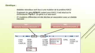  diabètes néonataux sont dus à une mutation de la protéine Kir6.2
 S’agissant du gène KCNJ11 codant pour Kir6.2, il est situé sur le
chromosome 11p15.1. Ce gène a un seul exon.
 21 mutations différentes ont été décrites en association avec un diabète
néonatal :
TM1 :
domaine transmembranaire 1
TM2 :
domaine transmembranaire 2
Génétique :
 