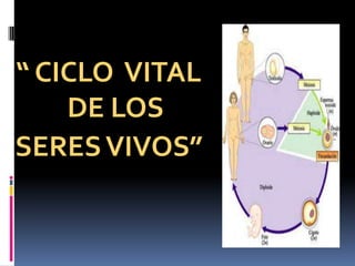 “ CICLO VITAL
DE LOS
SERESVIVOS”