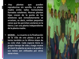  Hay plantas que pueden
reproducirse sin semilla. La planta
madre emite tallos horizontales
llamados estolones. Nuevas plantas
hijas crecen de la punta de los
estolones que inmediatamente se
enraízan, es decir, emiten pequeñas
raíces que les permiten anclarse en la
tierra y ser una planta independiente
de la planta madre.
 MORIR: La muerte es la finalización
de la vida de una planta y por lo
tanto también es la última etapa de
su ciclo vital. Cada especie tiene su
propio tiempo de vida y luego muere
Al morir la planta se seca o se pudre y
sus restos son utilizados por otros
seres vivos.
 