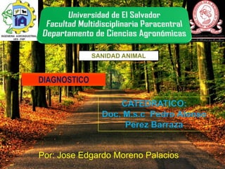 SANIDAD ANIMAL

DIAGNOSTICO

CATEDRATICO:
Doc. M.s.c Pedro Alonso
Pérez Barraza

Por: Jose Edgardo Moreno Palacios

 