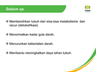Sedum sp.
 Membersihkan tubuh dari sisa-sisa metabolisme dan
racun (detoksifikasi).
 Menormalkan kadar gula darah.
 Menurunkan kekentalan darah.
 Membantu meningkatkan daya tahan tubuh.
 