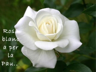 Rosa
blanc
a per
  la
Pau...
 