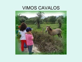 VIMOS CAVALOS
 