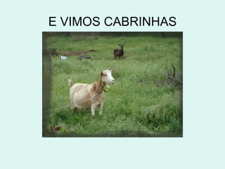 E VIMOS CABRINHAS
 