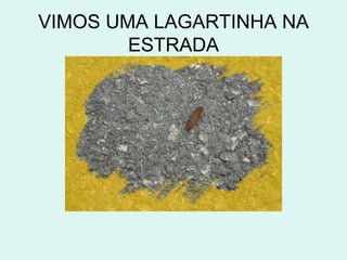 VIMOS UMA LAGARTINHA NA
        ESTRADA
 