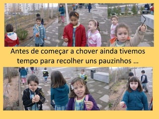 Antes de começar a chover ainda tivemos tempo para recolher uns pauzinhos … 