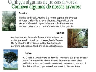 Conheça algumas de nossas árvores: Aroeira  As diversas espécies de Bambus são nativas de várias partes do mundo, com exceção da Europa. Da família dos Gramineae, o Bambu é utilizado para fins artísticos e também na construção civil.  Bambu  Nativa do Brasil, Aroeira é o nome popular de diversas árvores da família Anacardiaceae. Alguns tipos de Aroeira são muito apreciados na culinária e outros servem para fazerem infusões na medicina popular.  O Cedro é uma árvore da família Pinaceae que pode chegar a até 30 metros de altura. É uma árvore nativa da Mata Atlântica e tem um crescimento muito acelerado, por isso é também utilizado para o reflorestamento destas áreas.  Cedro  