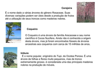 É o nome dado a várias árvores do gênero Rosaceae. Suas diversas variações podem ser úteis desde a produção de frutos até a utilização de seus troncos como madeiras nobres.  Cerejeira  O Coqueiro é uma árvore da família Arecaceae e seu nome científico é Cocos Nucifera. Ainda não é conhecida a origem desta árvore, mas já foram encontrados fósseis de árvores ancestrais aos coqueiros com cerca de 15 milhões de anos.  Coqueiro  Imbuia É o nome popular, originário do Tupi, da Ocotea Porosa. É uma árvore de folhas e flores muito pequenos, mas de tronco extremamente grosso. é considerada uma das principais madeiras nobres na produção de móveis. 