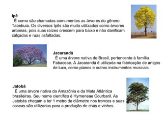 Ipê É como são chamadas comumentes as árvores do gênero Tabebuia. Os diversos Ipês são muito utilizados como árvores urbanas, pois suas raízes crescem para baixo e não danificam calçadas e ruas asfaltadas. Jacarandá É uma árvore nativa do Brasil, pertencente à família Fabaceae. A Jacarandá é utilizada na fabricação de artigos de luxo, como pianos e outros instrumentos musicais. Jatobá É uma árvore nativa da Amazônia e da Mata Atlântica brasileiras. Seu nome científico é Hymeneae Courbaril. As Jatobás chegam a ter 1 metro de diâmetro nos troncos e suas cascas são utilizadas para a produção de chás e vinhos. 