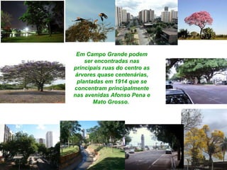 Em Campo Grande podem ser encontradas nas principais ruas do centro as árvores quase centenárias, plantadas em 1914 que se concentram principalmente nas avenidas Afonso Pena e Mato Grosso.  