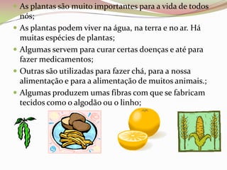 As plantas são muito importantes para a vida de todos nós;As plantas podem viver na água, na terra e no ar. Há muitas espécies de plantas;Algumas servem para curar certas doenças e até para fazer medicamentos;Outras são utilizadas para fazer chá, para a nossa alimentação e para a alimentação de muitos animais.;Algumas produzem umas fibras com que se fabricam tecidos como o algodão ou o linho;