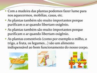 Com a madeira das plantas podemos fazer lume para nos aquecermos, mobílias, casas, etc.As plantas também são muito importantes porque purificam o ar quando libertam oxigênio.As plantas também são muito importantes porque purificam o ar quando libertam oxigênio. As plantas comestíveis (como por exemplo o milho, o trigo, a fruta, os legumes...) são um alimento indispensável ao bom funcionamento do nosso corpo.