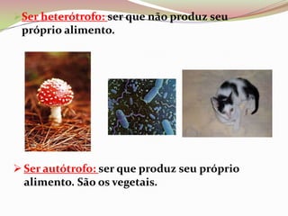 Ser heterótrofo: ser que não produz seu próprio alimento. 