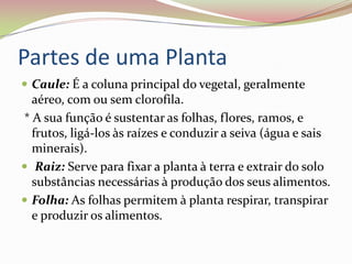 Partes de uma PlantaCaule: É a coluna principal do vegetal, geralmente aéreo, com ou sem clorofila.  * A sua função é sustentar as folhas, flores, ramos, e frutos, ligá-los às raízes e conduzir a seiva (água e sais minerais).  Raiz: Serve para fixar a planta à terra e extrair do solo substâncias necessárias à produção dos seus alimentos.Folha: As folhas permitem à planta respirar, transpirar e produzir os alimentos. 