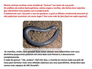 Muitos animais aceitam certa medida de “tortura” em nome de sua prole.
Os anfíbios da ordem Gymnophiona, cobras-cegas e cecílias, são bichos bem nojentos
que alimentam seus pupilos com a própria pele.
É exatamente isso. Sua pele é rica em gordura, a qual os filhotes certamente precisam (e
não poderiam encontrar em outro lugar? Tem uma rede de fast food em cada esquina!).
As mamães, então, nem pensam duas vezes: deixam seus bebezinhos com seus
dentinhos pequeninos pularem em cima dela num frenesi e a descascarem
completamente.
E nada de pensar: “ufa, acabou”. Dali três dias, a mamãe já cresceu toda sua pele de
novo para fornecer mais uma refeição saborosa aos seus queridinhos. Ainda bem que
somos mais adeptos do MC Donald’s.
 