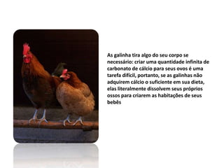 As galinha tira algo do seu corpo se
necessário: criar uma quantidade infinita de
carbonato de cálcio para seus ovos é uma
tarefa difícil, portanto, se as galinhas não
adquirem cálcio o suficiente em sua dieta,
elas literalmente dissolvem seus próprios
ossos para criarem as habitações de seus
bebês
 