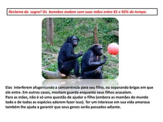 Reclama da sogra? Os bonobos andam com suas mães entre 81 e 92% do tempo.
Elas interferem afugentando a concorrência para seu filho, ou separando brigas em que
ele entre. Em outros casos, montam guarda enquanto seus filhos acasalam.
Para as mães, não é só uma questão de ajudar o filho (embora as mamães do mundo
todo e de todas as espécies adorem fazer isso). Ter um interesse em sua vida amorosa
também lhe ajuda a garantir que seus genes serão passados adiante.
 