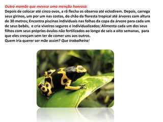 Outra mamãe que merece uma menção honrosa:
Depois de colocar até cinco ovos, a rã flecha os observa até eclodirem. Depois, carrega
seus girinos, um por um nas costas, do chão da floresta tropical até árvores com altura
de 30 metros; Encontra piscinas individuais nas folhas da copa da árvore para cada um
de seus bebês, e cria viveiros seguros e individualizados; Alimenta cada um dos seus
filhos com seus próprios óvulos não fertilizados ao longo de seis a oito semanas, para
que eles cresçam sem ter de comer uns aos outros.
Quem iria querer ser mãe assim? Que trabalheira!
 