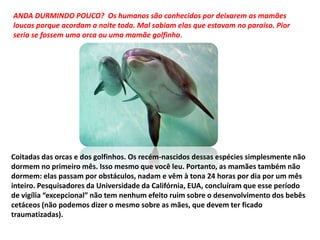 ANDA DURMINDO POUCO? Os humanos são conhecidos por deixarem as mamães
loucas porque acordam a noite toda. Mal sabiam elas que estavam no paraíso. Pior
seria se fossem uma orca ou uma mamãe golfinho.
Coitadas das orcas e dos golfinhos. Os recém-nascidos dessas espécies simplesmente não
dormem no primeiro mês. Isso mesmo que você leu. Portanto, as mamães também não
dormem: elas passam por obstáculos, nadam e vêm à tona 24 horas por dia por um mês
inteiro. Pesquisadores da Universidade da Califórnia, EUA, concluíram que esse período
de vigília “excepcional” não tem nenhum efeito ruim sobre o desenvolvimento dos bebês
cetáceos (não podemos dizer o mesmo sobre as mães, que devem ter ficado
traumatizadas).
 