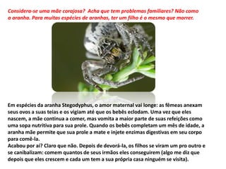 Considera-se uma mãe corajosa? Acha que tem problemas familiares? Não como
a aranha. Para muitas espécies de aranhas, ter um filho é o mesmo que morrer.
Em espécies da aranha Stegodyphus, o amor maternal vai longe: as fêmeas anexam
seus ovos a suas teias e os vigiam até que os bebês eclodam. Uma vez que eles
nascem, a mãe continua a comer, mas vomita a maior parte de suas refeições como
uma sopa nutritiva para sua prole. Quando os bebês completam um mês de idade, a
aranha mãe permite que sua prole a mate e injete enzimas digestivas em seu corpo
para comê-la.
Acabou por aí? Claro que não. Depois de devorá-la, os filhos se viram um pro outro e
se canibalizam: comem quantos de seus irmãos eles conseguirem (algo me diz que
depois que eles crescem e cada um tem a sua própria casa ninguém se visita).
 